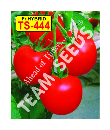 Details about   BHN 444 F1 Hybrid Tomato Seeds 
