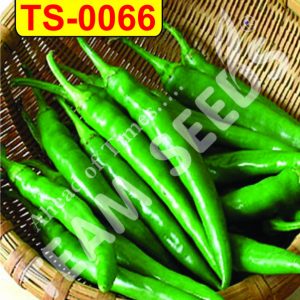 Chilly F-1 Hybrid TS-0066